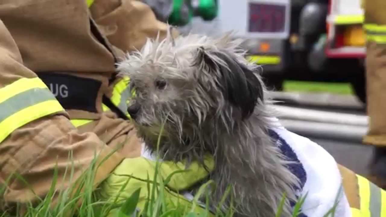 Dog rescued from house fire in Doveton - YouTube