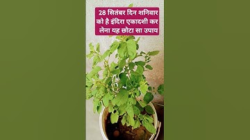 28 सितंबर दिन शनिवार इंदिरा एकादशी पर कर लेना यह छोटा सा उपाय  #ekadashikabhai    #पितृपक्षकेउपाय