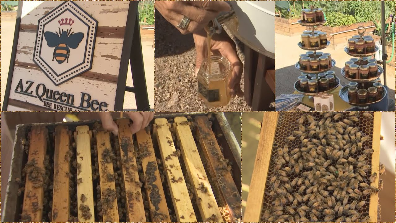 Jaime's Local Love: AZ Queen Bee