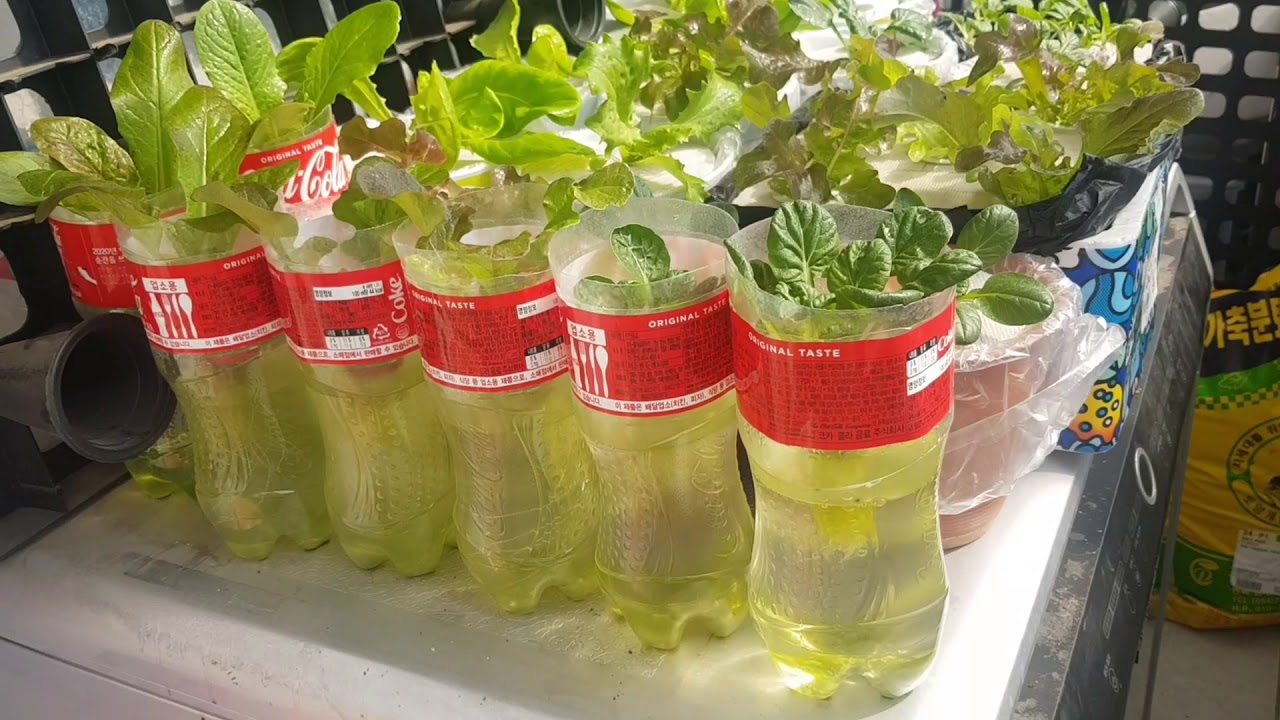 รากผักการปลูกไฮโดรโปนิกส์น้ำนิ่งแบบกล่องโฟมและในขวด👩‍🌾🇹🇭🇰🇷