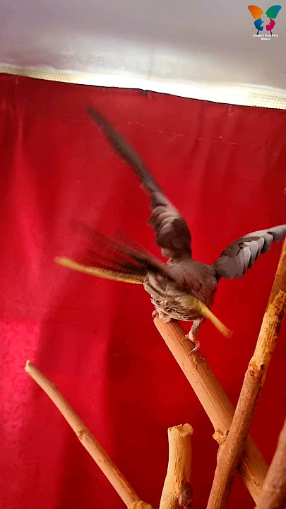 Cockatiel loves ring tones #cockatiel #parrot #ringtone #femalecockatiel