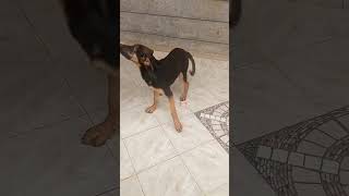 How hard is it to say rough twice? #foryou #doglife #youtubeshorts #viral