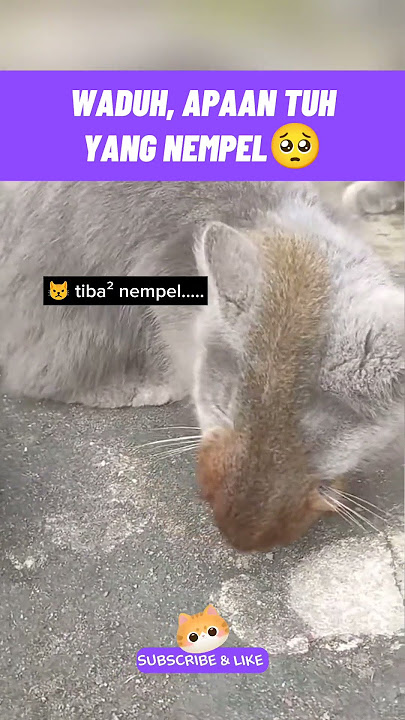 waduh, apaan tuh yg nempel 🥺#shorts #viralshorts #funnycats #cutecat #catmemes #catlife #kucinglucu