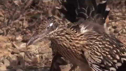 Thánh lồng tiếng l Động Vật