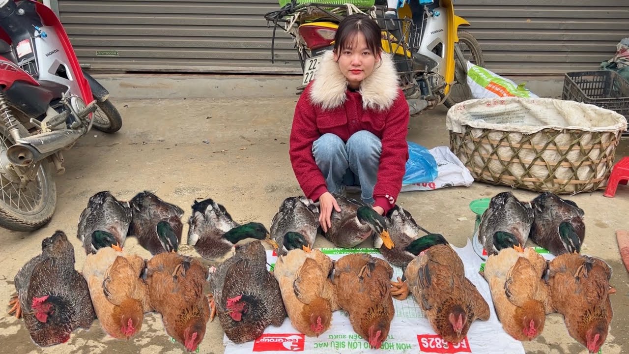lyly-is-worried-that-she-won-t-be-able-to-sell-her-ducks-as-expected