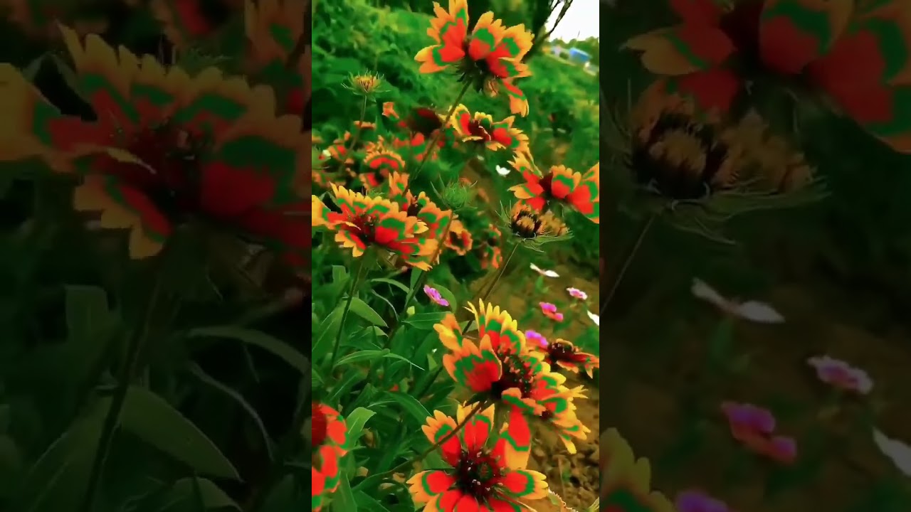 Nature’s Beauty That Will Heal Your Soul 🌸✨ This Flower Scene Feels Like Therapy 🌸🌎