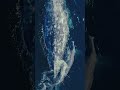 Blue Whale Shark 🐋 | Biggest Fish on Earth! 🤯 #Shorts