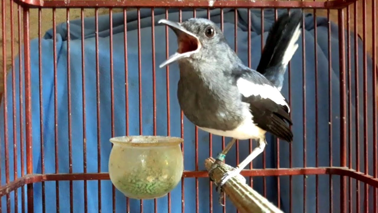 Kacer betina gacor //pancingan kacer kurang birahi dan emosi