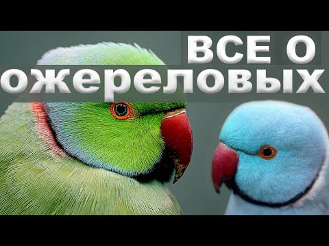 ОЖЕРЕЛОВЫЕ ПОПУГАИ ВСЕ О ОЖЕРЕЛОВЫХ ПОПУГАЯХ