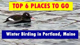 Winter Birding in Portland