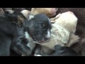 They Went to the Shelter to Rescue 6 Puppies - But Watch What Happens When They Get There