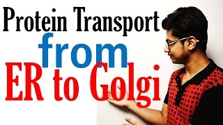 Protein transport from ER to golgi to lysosome