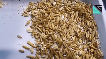 SG Oatmeal Sorting Machine/Color Sorter Machine