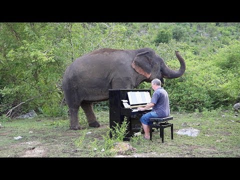 mozart-and-hopkins-on-piano-for-nemuchai-the-elephant