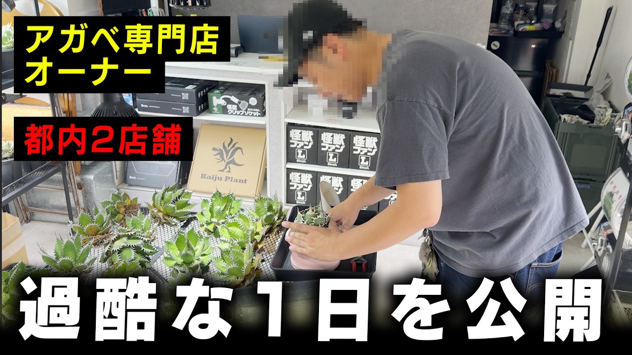 Vlog] A Day in the Life of a Plant Shop Owner [Agave][Mr. ROCK