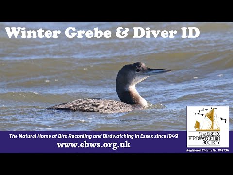 Video: Grey-cheeked grebe: photo, description of appearance, lifestyle and features