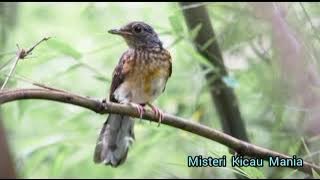 Terapi Murai Batu Trotol Stress || Dengan Suara air mengalir,, Di Jamin Langsung Berkicau..