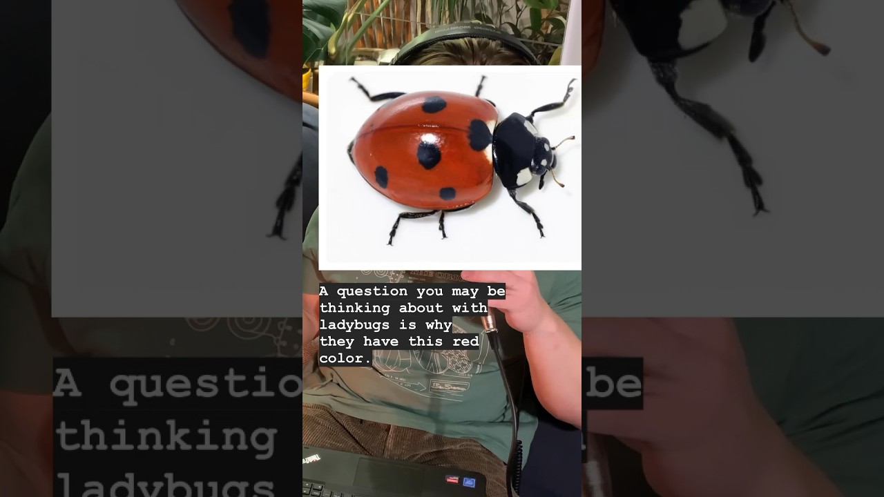 lady bug defence mechanism 🩸