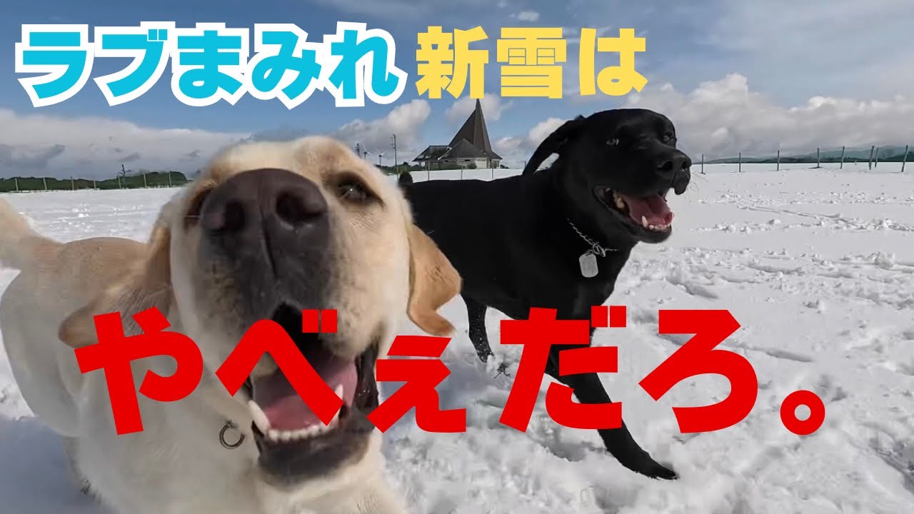 ラブまみれ新雪はやべーだろ。