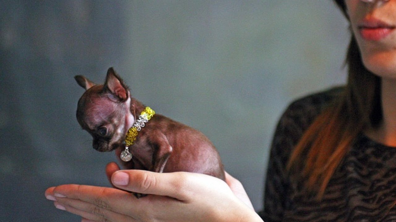 World's SMALLEST DOG! - YouTube