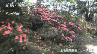 131007前橋・赤城神社のツツジ返り咲きHP