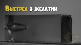 Криминалистика. Выстрел В Баллистический Желатин