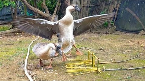 hmoob nyiam yo hav zoov ทำกับดักไก่ป่า ua hlua kai cuab qaib qu cuab nraj toj siab chaw tshua