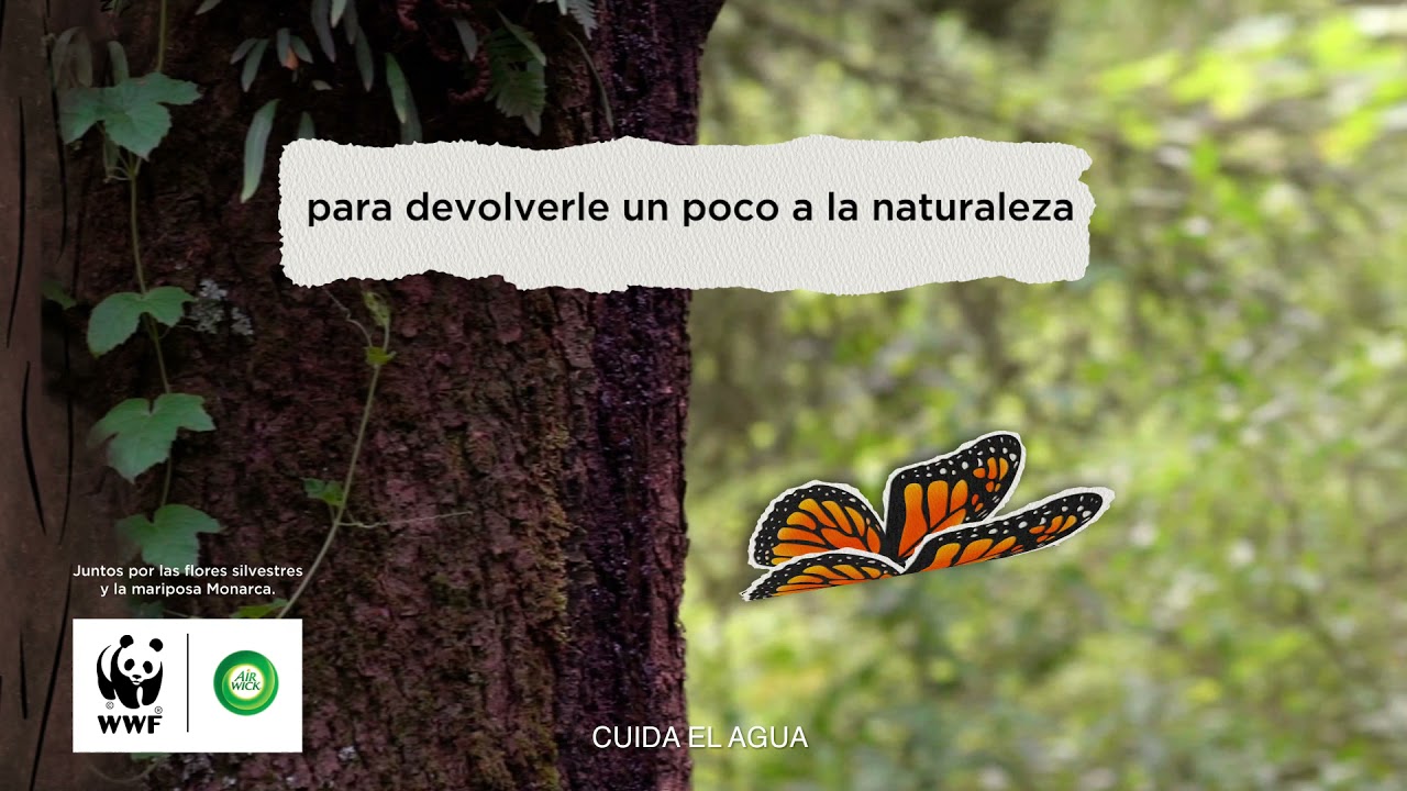 Cuantas patas tiene la mariposa