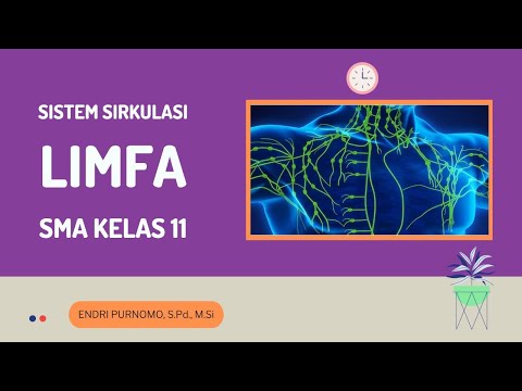 Video: Dalam pulpa merah limpa?