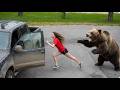 Wild Bear Encounters That Turned Into Terrifying Moments
