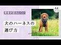 面で支える犬のハーネスの選び方&ハーネスで背骨が歪むリスク