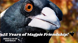 15 Years of Loyalty! Magpie Mumma Keeps Coming Back - What's Her Secret?