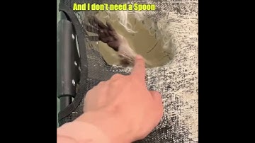 Cattynip: Raccoon Edition