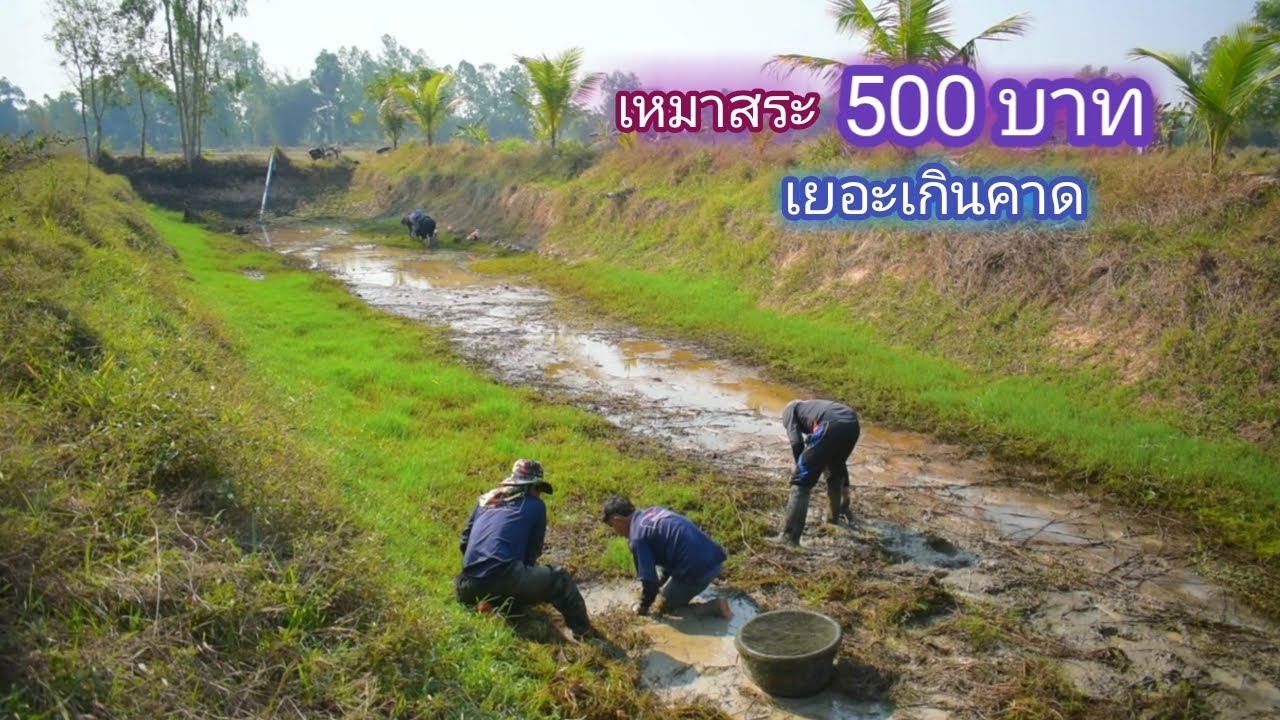 เหมาสระ 500 บาท น้ำนิดเดียว เเค่หน้าเเข้ง เเต่ปลาเยอะเกินคาด / บ้านนอก EP.595