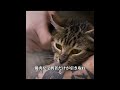 流浪猫が刑務所で二度目のチャンスを得、互いに救い合った。#犬 #動物 #動物世界 #面白い #funny