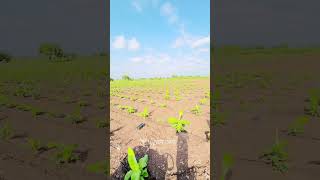 #dailyvideo #automobile #dailyvideoblog #farmer #farming #vlog #agriculture #minivlog #farm #agri