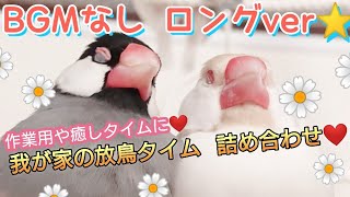 【文鳥】BGMなしロングver☆作業用や癒しタイムに☆我が家の放鳥タイム詰め合わせ♪