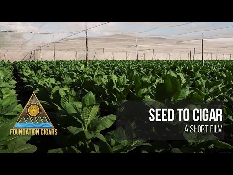 SEED TO CIGAR - A SHORT FILM - FOUNDATION CIGARS