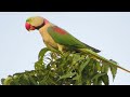 An alexandrine parrots talking sounds  pahari tota ki awaz  parrots voice