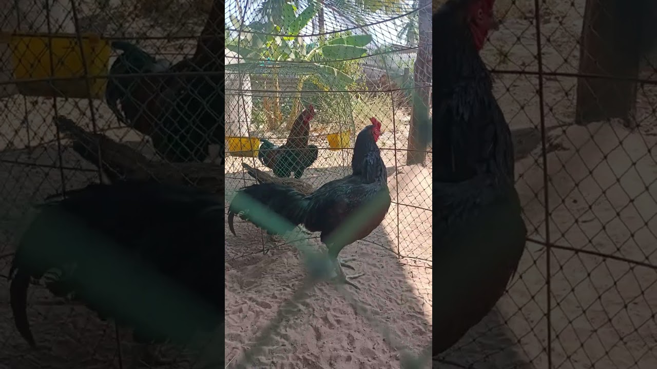 #หน้าหนาวแม่ไก่ฟักไข่ได้ดี ไม่ค่อยมีไข่เสีย #พม่าแข้งหน้า ชุดนี้เข้าผสมกับพ่อเบอร์แข้ง ปากเร็ว🐓😆