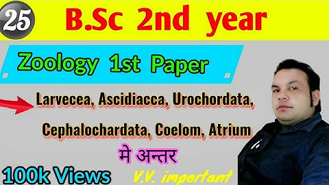 Larvecea, Ascidiacca, Urochordata, Cephalochardata, Coelom, Atrium, Bsc 2nd year | Zoology 1st paper