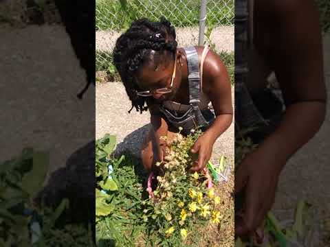 Video: Cape Marigold Care: Kom meer te wete oor Dimorphotheca Cape Marigolds In Gardens