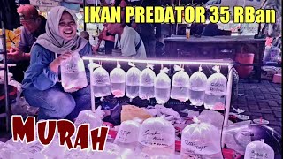 HARGA TERBARU IKAN HIAS PREDATOR TANKMATE TERMURAH TERLENGKAP DEVI ARWANA PASAR IKAN HIAS JATINEGARA