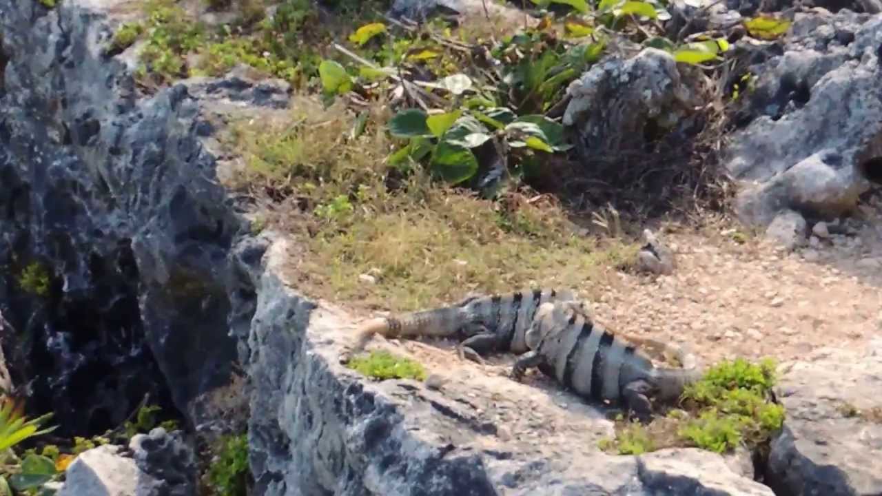 iguana-fight-in-paradise-youtube