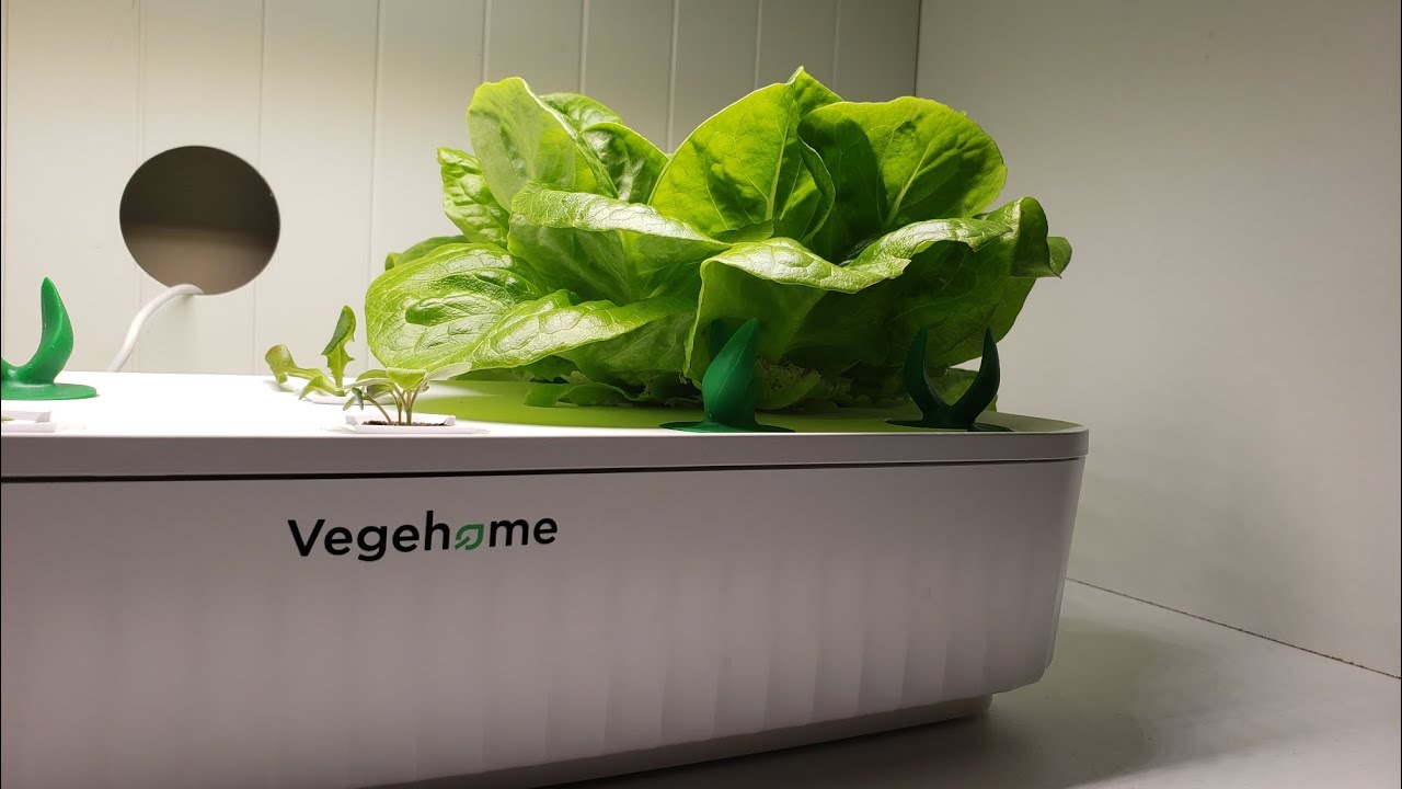 Grow Vegetables indoors! 