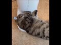 Отдай мою еду!