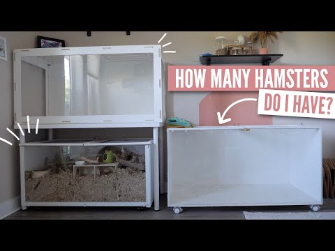 Video: Hoe Om Hamsters Te Was