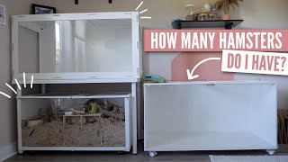 How Many Hamsters do I have? | Pet Updates