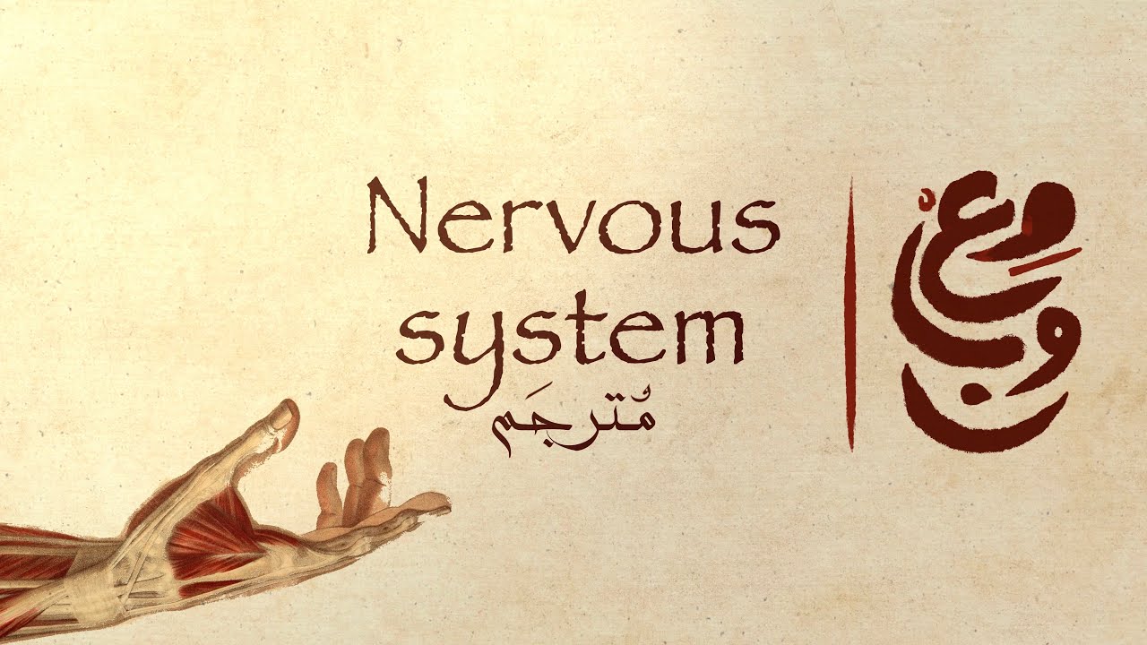 8  B Nervous System Anatomy    تشريح الجهاز العصبي ترجمة