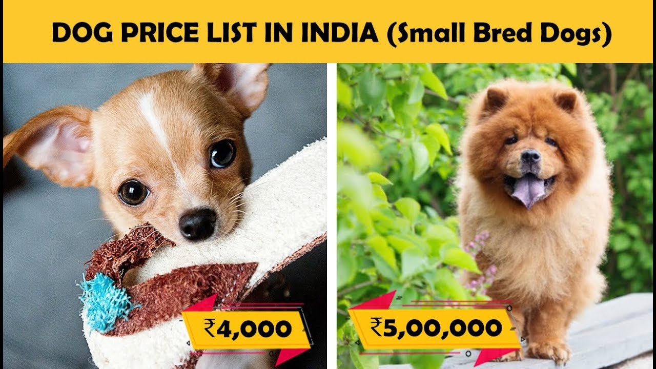 small dog price